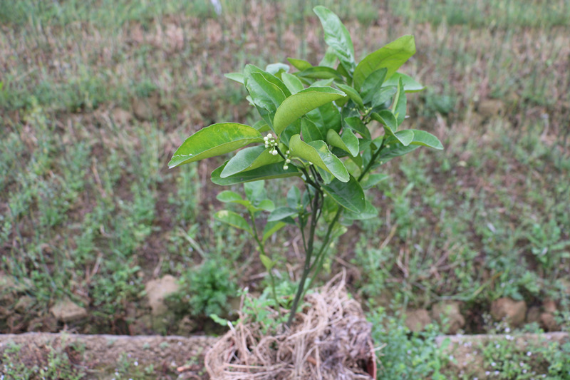 江西哪里有鹿寨無(wú)核蜜橙苗賣(mài)_1