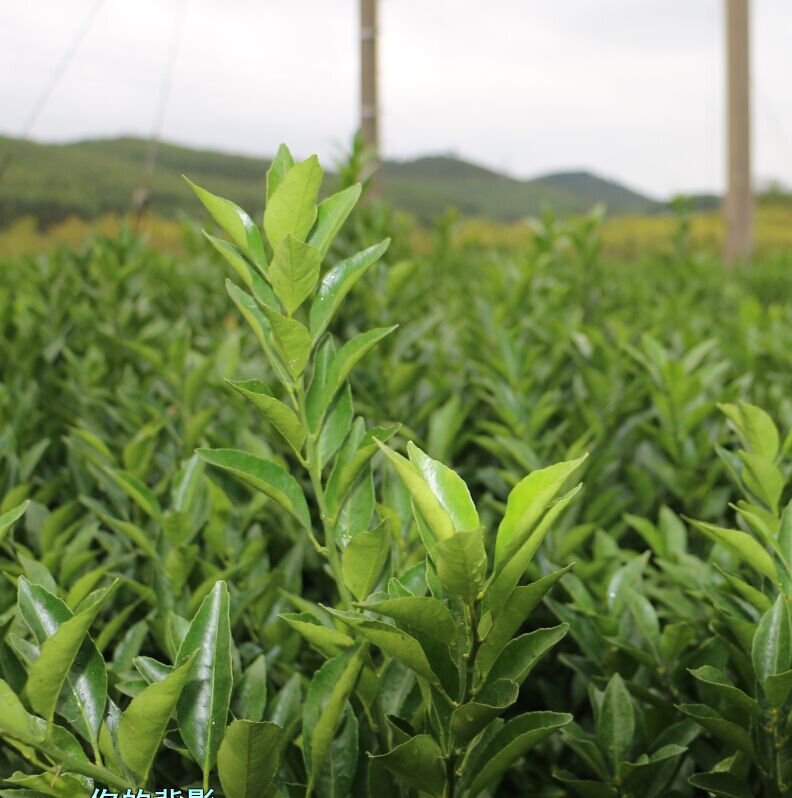 江西哪里有鹿寨無(wú)核蜜橙苗賣(mài)_2