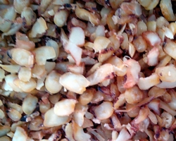 永州哪里有章魚小丸子培訓(xùn) （圖）_5