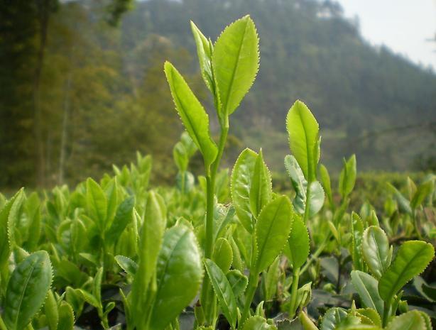 【早白尖茶叶】早白尖茶叶诚招加盟商