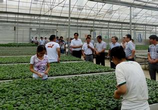 保定嫁接黃瓜苗育苗基地 18765720716（圖）_2