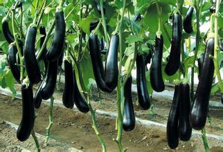 邢臺(tái)嫁接西紅柿苗廠家價(jià)格 18765720716（圖）_3