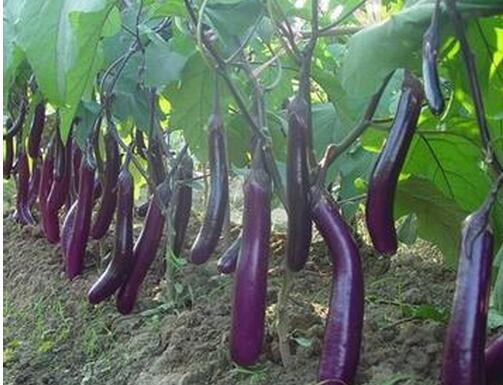 銅陵長(zhǎng)茄苗、圓茄苗育苗廠家 18765718297（圖）_2