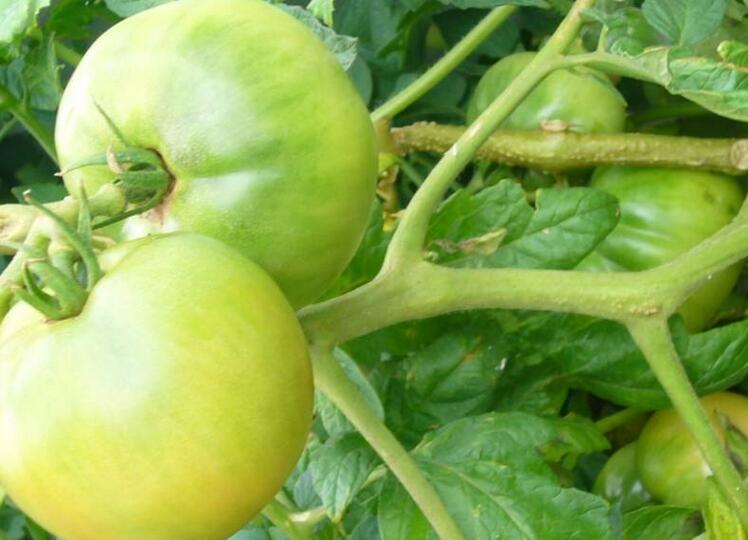 信陽茄子苗出售基地 18953618755(圖)_4