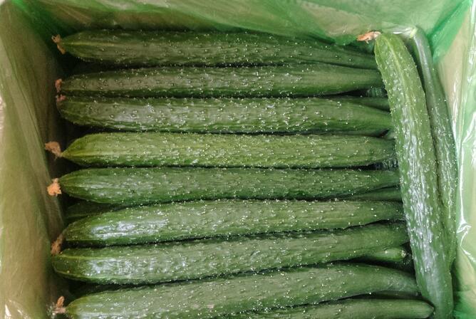 呼和浩特茄子種苗出售供應(yīng)商 18953618755（圖）_1