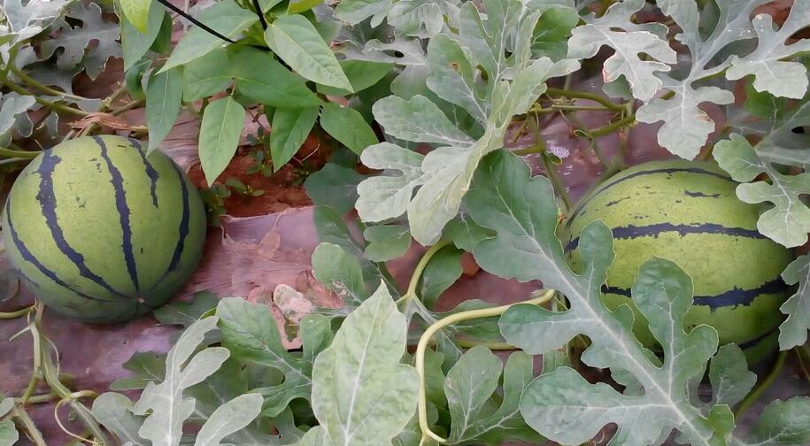 宣城甜瓜苗經(jīng)銷商 18953618755（圖）_3