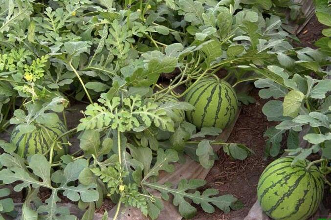 濮陽嫁接西瓜苗出售廠家 18953618755（圖）_4