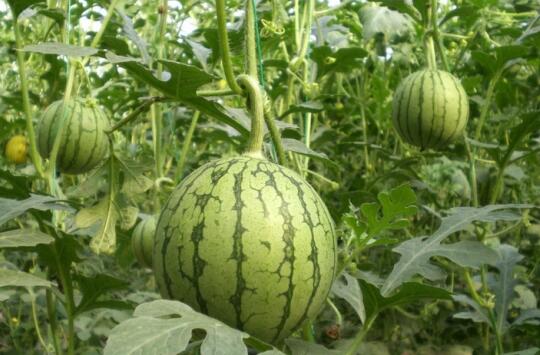 濮陽嫁接西瓜苗出售廠家 18953618755（圖）_3