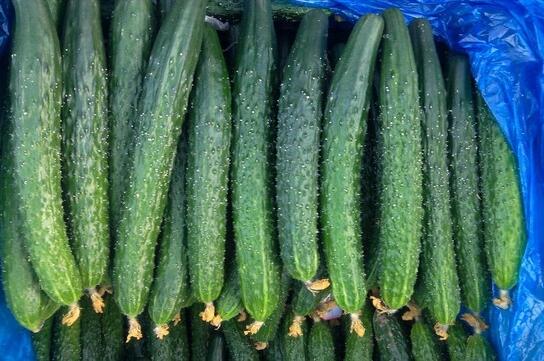 襄陽(yáng)黃瓜苗供應(yīng)廠家價(jià)格 18953618755（圖）_1