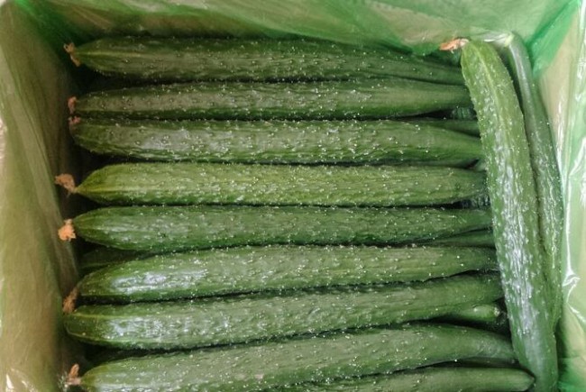 周口嫁接綠茄子苗出售 18953618755（圖）_3