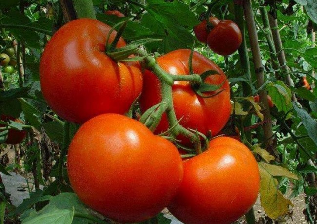 孝感黃瓜種苗出售價(jià)格 18953618755（圖）_5