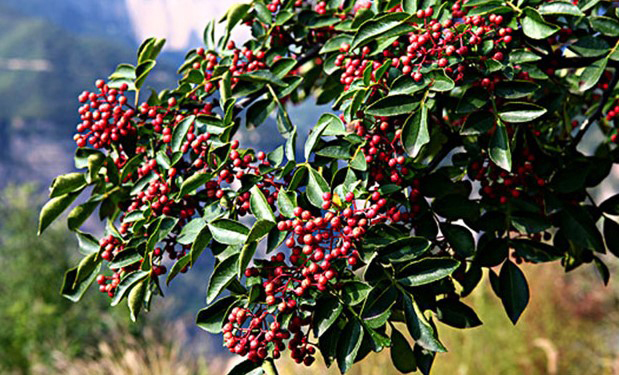 千簽君串串香加盟費用(圖)_3