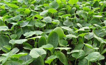 呼和浩特西瓜苗經(jīng)銷商報價 18953618755（圖）_1