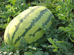 滄州脆皮甜瓜苗出售價(jià)格 18953618755（圖）_4