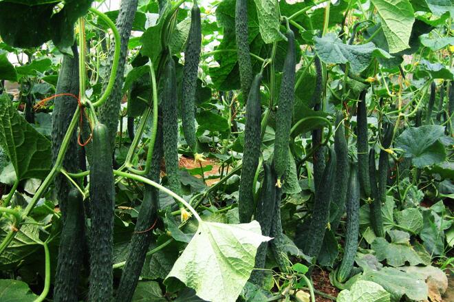 淄博黃瓜苗批發(fā)廠家 18953618755（圖）_4