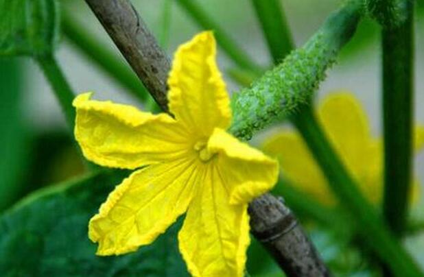 濰坊黃瓜苗育苗廠價(jià)格 18953618755（圖）_1