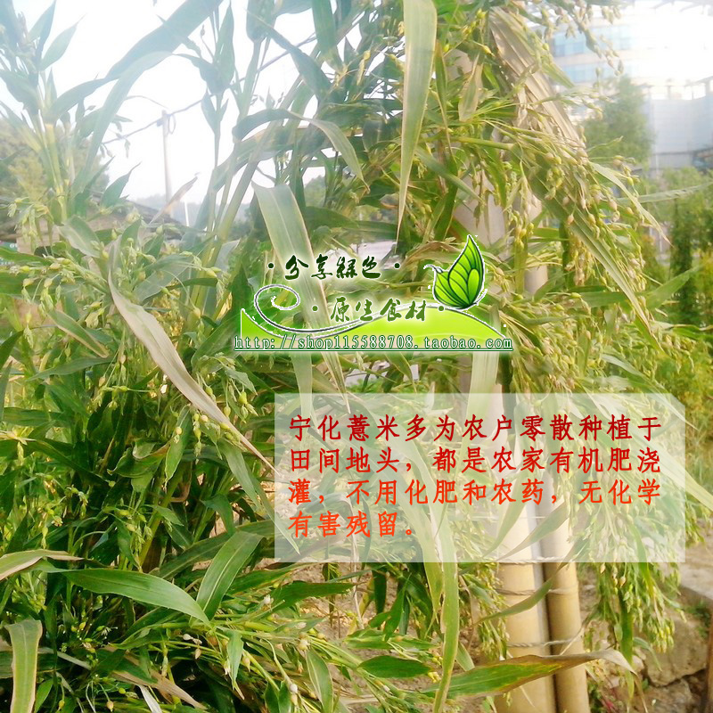 寧化糯米薏米仁 農(nóng)家自產(chǎn) 特級(jí)糯薏仁米 淮土優(yōu)質(zhì)天然薏米_1