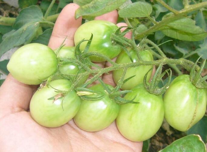 保定優(yōu)質(zhì)西紅柿苗廠家 育苗廠18953618755（圖）_1