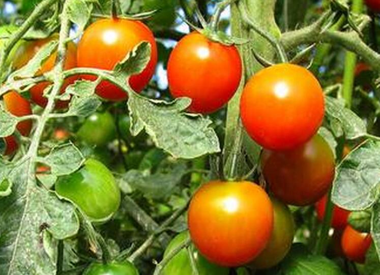 保定優(yōu)質(zhì)西紅柿苗廠家 育苗廠18953618755(圖)_2