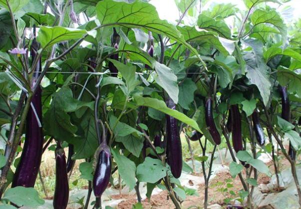 金華嫁接茄子苗 茄子苗育苗廠 18953618755（圖）_1