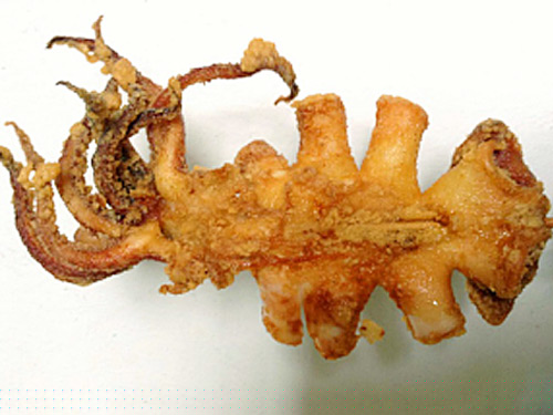 湖北哪里可以學(xué)轟炸魷魚技術(shù)（圖）_1