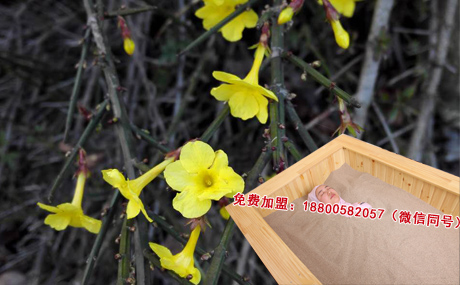 河北沙療館加盟 0加盟費 1-2人便可開店_1