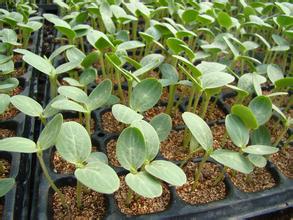 商洛西瓜苗供應(yīng)廠家 18765720716（圖）_1