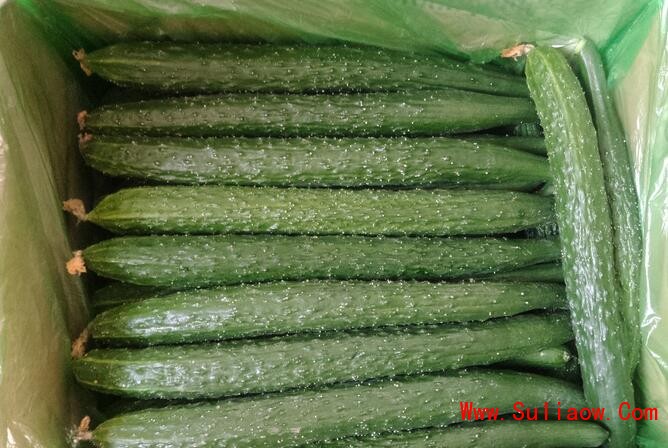 泰安黃瓜苗供應 黃瓜苗報價 18765720716（圖）_1