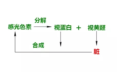長期熬夜后導(dǎo)致的視力下降 如何恢復(fù)視力（圖）_2