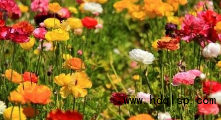 上饒景區(qū)用鳥(niǎo)尾花 廠家13070787591（圖）_1