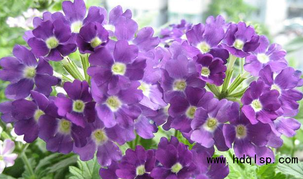 宜春三色莧育苗基地 大量供應(yīng)13070787591（圖）_3