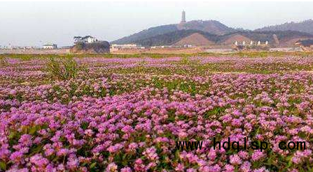 德州花海用牵牛花基地 13070787591（图）_1