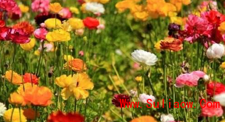 紅河鳥尾花培育基地 （圖）_1