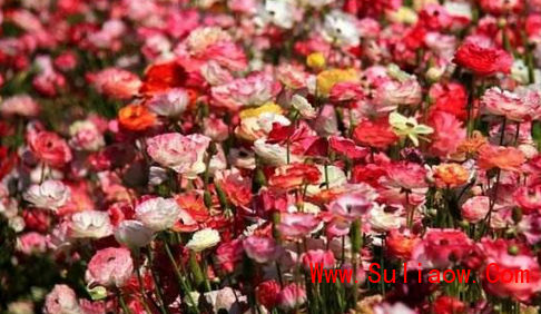 楚雄千日紅育苗廠 大量銷售130707（圖）_3