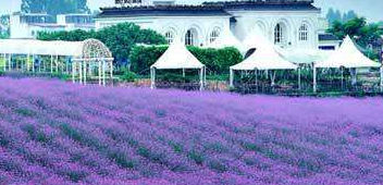 衡水景區(qū)專用紫苑(圖)_2