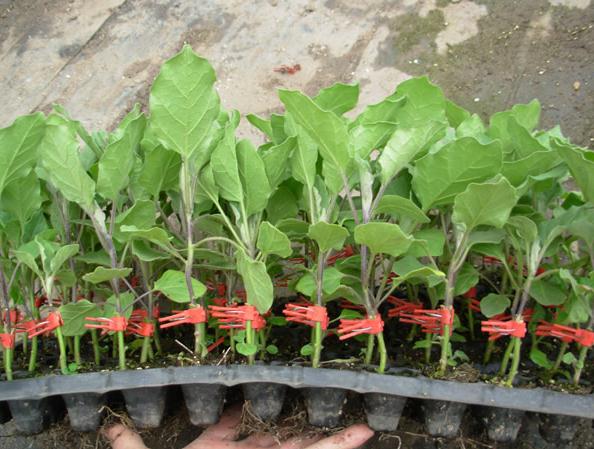 鶴壁茄子苗廠家 茄子苗育苗價(jià)格（圖）_1