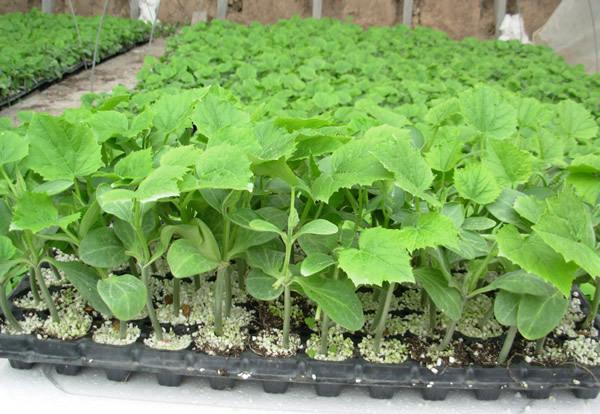 邢臺(tái)茄子苗 長茄苗育苗廠 18765720716（圖）_2