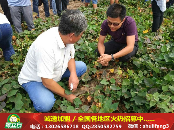 泉城烤薯打造農(nóng)業(yè)新形態(tài) 助力農(nóng)業(yè)供給側(cè)改革（圖）_2