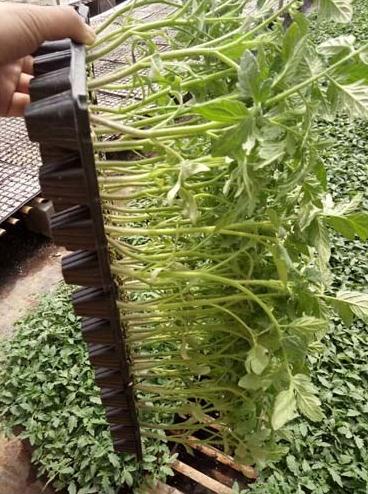 泰州西紅柿苗供應廠家 18765720716（圖）_3