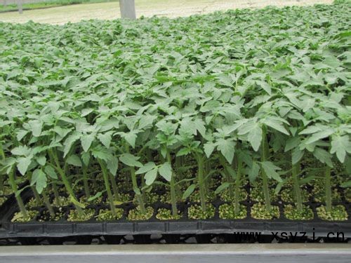 邯鄲西紅柿苗廠家批發(fā) 18765720716（圖）_1