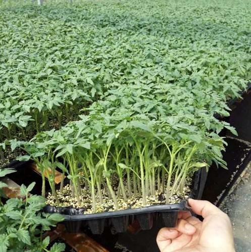 烏蘭浩特西紅柿苗供應(yīng)廠家 18765720716（圖）_2