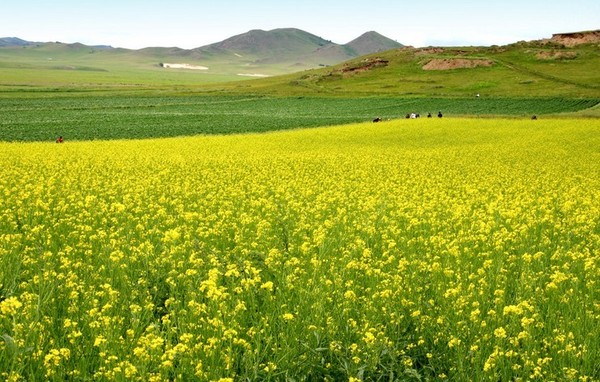 美國H1B簽證被行政審核怎么辦？可以加急嗎？（圖）_1