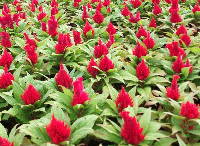 安徽草花 薰衣草廠家直銷(xiāo)（圖）_1