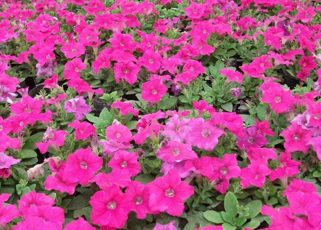 安徽草花 薰衣草廠家直銷(xiāo)（圖）_2