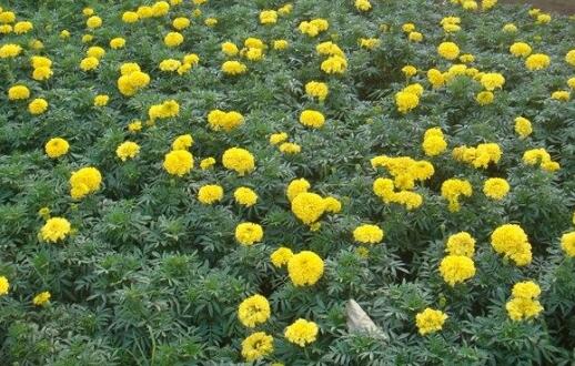 安徽草花 薰衣草廠家直銷(xiāo)（圖）_3