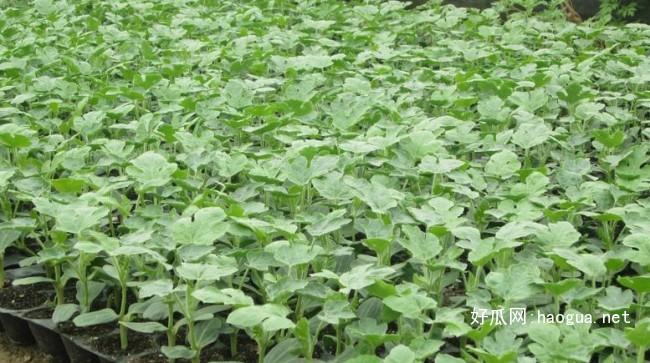 三門峽西瓜苗 西瓜苗廠家供應(yīng)（圖）_3