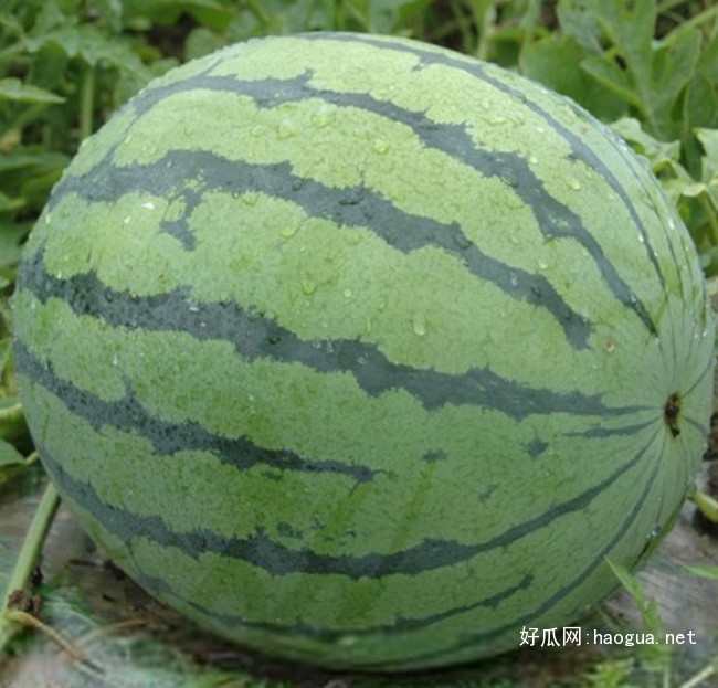 三門峽西瓜苗 西瓜苗廠家供應(yīng)（圖）_6