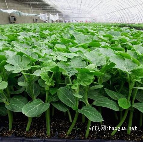 連云港西瓜苗價(jià)格18765720716（圖）_5