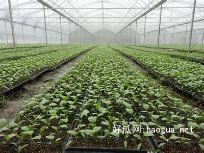 淮南西瓜苗 西瓜苗廠家供應(yīng)（圖）_1