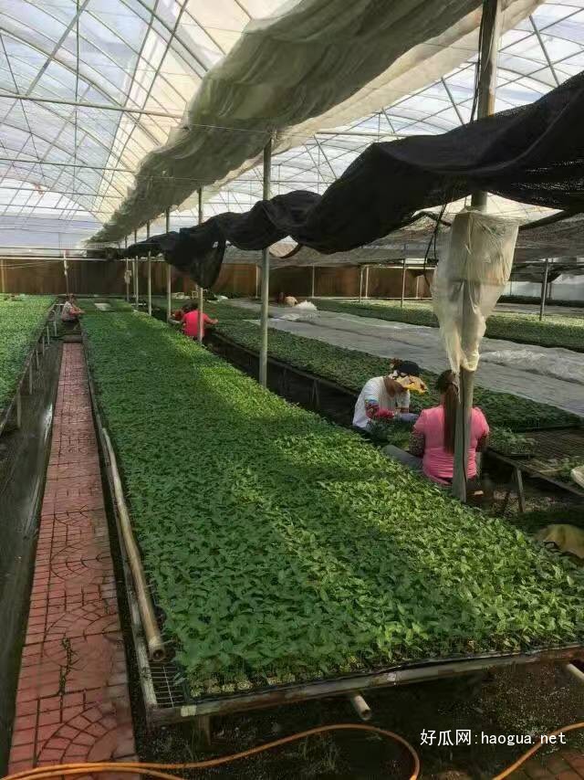 淮南西瓜苗 西瓜苗廠家供應(yīng)（圖）_2